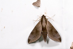 Acosmerycoides harterti