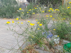 Sonchus