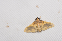 Pachynoa thoosalis