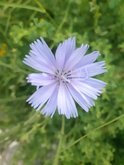 Cichorium intybus