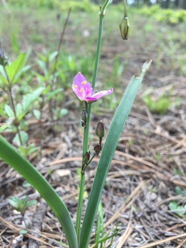 Gibasis linearis, photograph 6