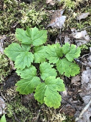 Actaea spicata