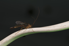 Enicospilus melanocarpus