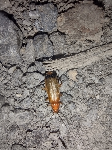 snehuľčík žltý (Rhagonycha fulva)
