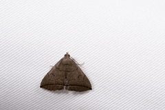 Zanclognatha subtriplex