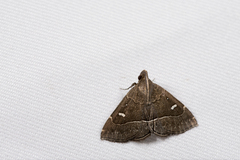 Cidariplura gladiata