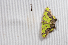 Agathia hemithearia
