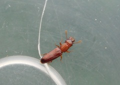 Prostomis mandibularis