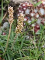 Plantago alpina