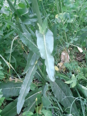 Cichorium intybus