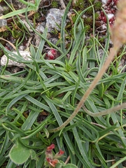 Plantago alpina