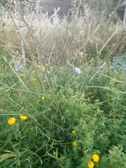 Cichorium intybus