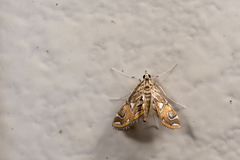 Paracymoriza cataclystalis