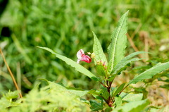 Impatiens glandulifera
