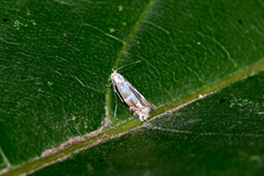 Phyllonorycter hilarella