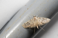 Dichocrocis definita