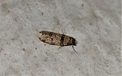 Compsoctena aedifica