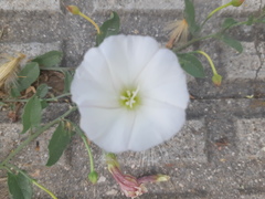 Convolvulus arvensis