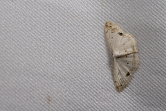 Scopula yamanei