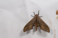 Marumba cristata bukaiana