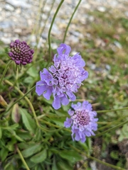 Scabiosa lucida