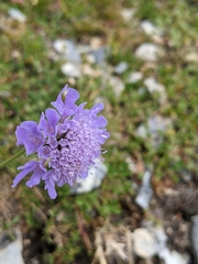 Scabiosa lucida