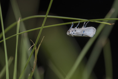 Comocritis albicapilla