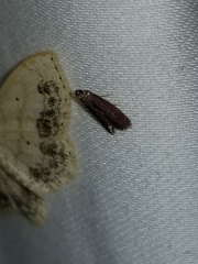 Varneria postremella