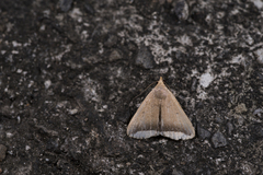 Simplicia mistacalis