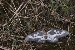 Percnia longitermen