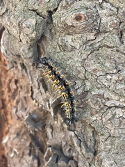 Nymphalis
