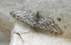 Eupithecia nanata