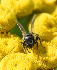 Halictus maculatus