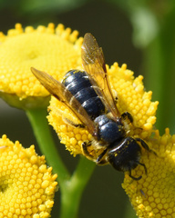 Halictus maculatus
