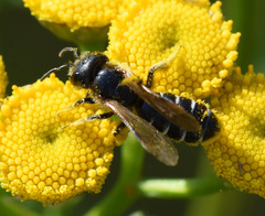 Halictus maculatus