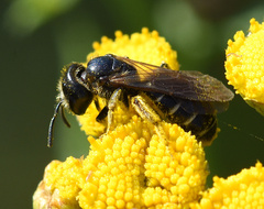 Halictus maculatus
