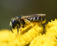 Halictus maculatus