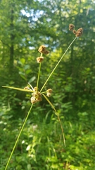 Scirpus georgianus