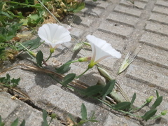 Convolvulus arvensis