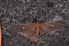 Antheraea formosana