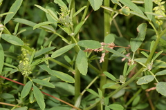 Melilotus altissimus