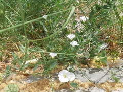 Convolvulus arvensis