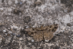 Psilalcis pulveraria