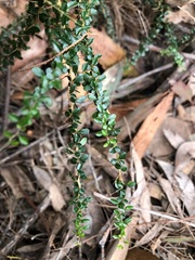 Bursaria spinosa