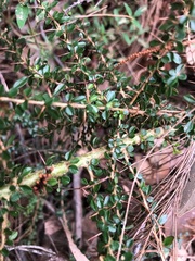 Bursaria spinosa