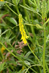 Melilotus altissimus