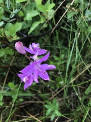 Calopogon tuberosus tuberosus