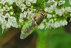 Odontomyia angulata