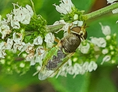 Odontomyia angulata