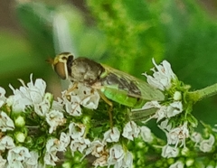 Odontomyia angulata